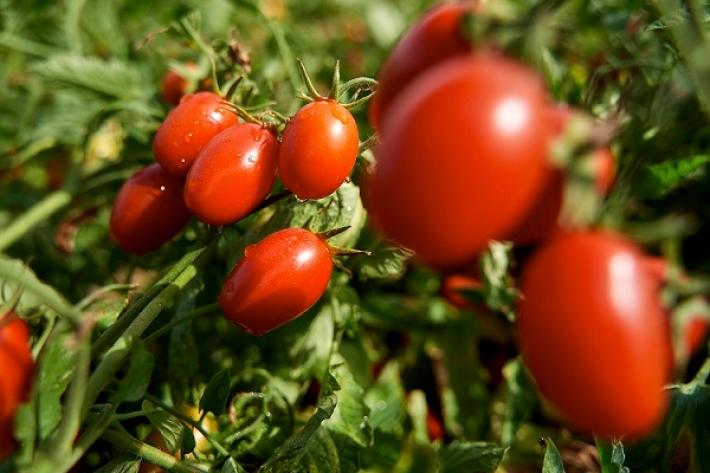 | Mutti e IMEM-CNR avviano la prima sperimentazione di Bioristor sulle piante di pomodoro