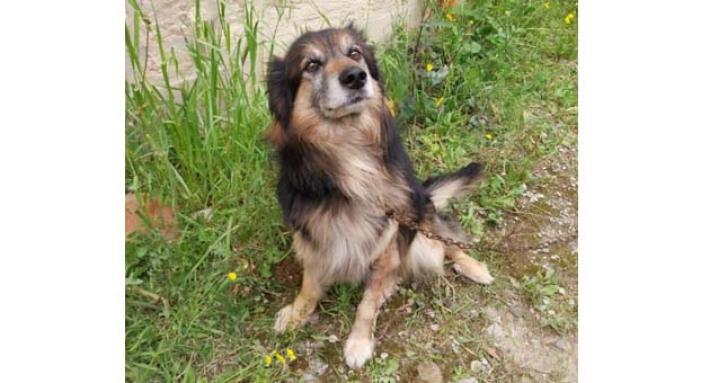 Appello per Marley Grazie Enpa Appello per Marley Grazie Enpa