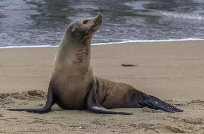 Ragazzino morso da una foca durante una vacanza in Sudafrica
