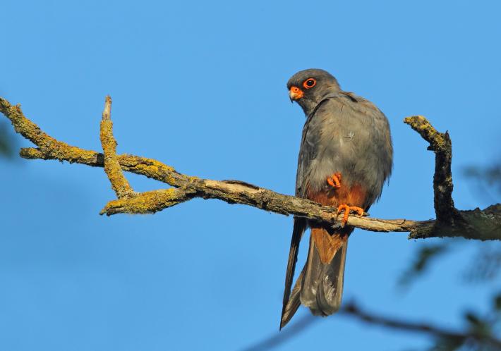Il falco &laquo;piedi rossi&raquo; &egrave; tornato nella sua Bassa