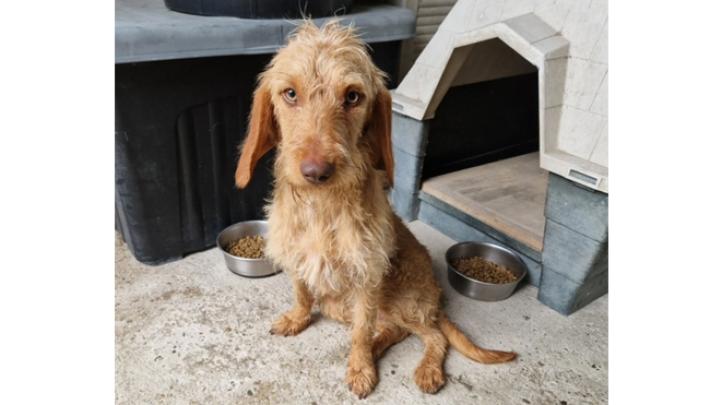 Le volontarie Enpa chiedono aiuto per la dolce Barbie.&nbsp;