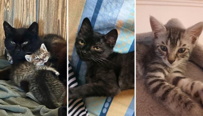 Mammagatta e topino, Loredana, Vlad