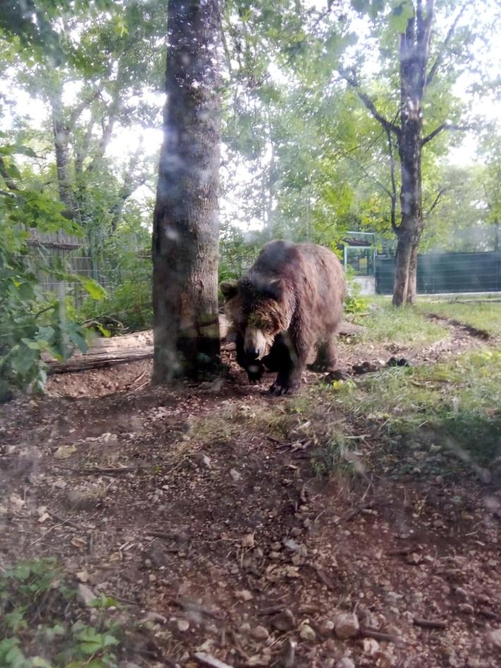 Trento, &egrave; stata uccisa l'orsa Kj1