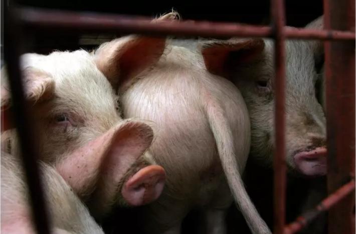 Peste suina africana: coldiretti, servono interventi immediati, aziende in ginocchio