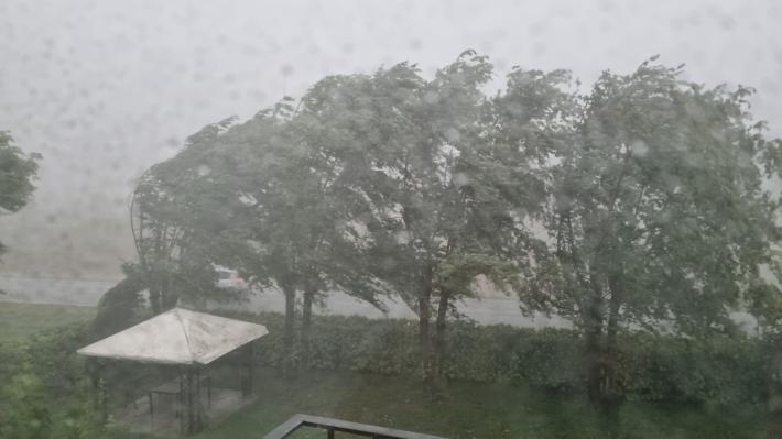 Bomba d'acqua e vento forte: segnalati tanti alberi caduti in tutta la provincia