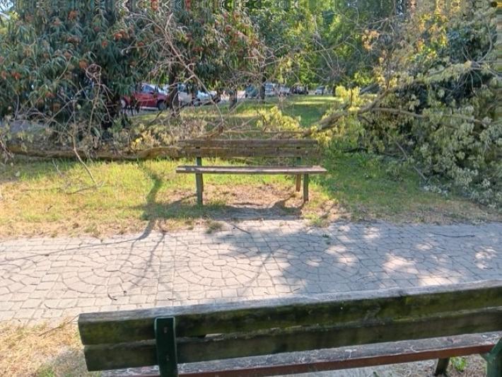 Albero caduto su una panchina
