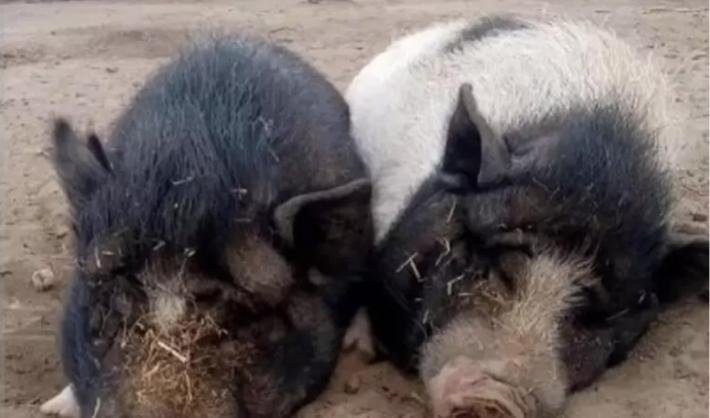 Peste suina: 9 Comuni del Piacentino in nuove zone restrizione