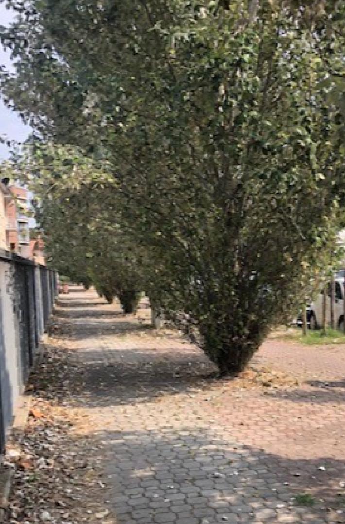 Le piante di viale Villetta
