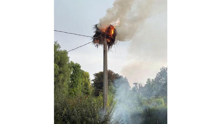 Un fulmine distrugge un nido di cicogne bianche nel Reggiano