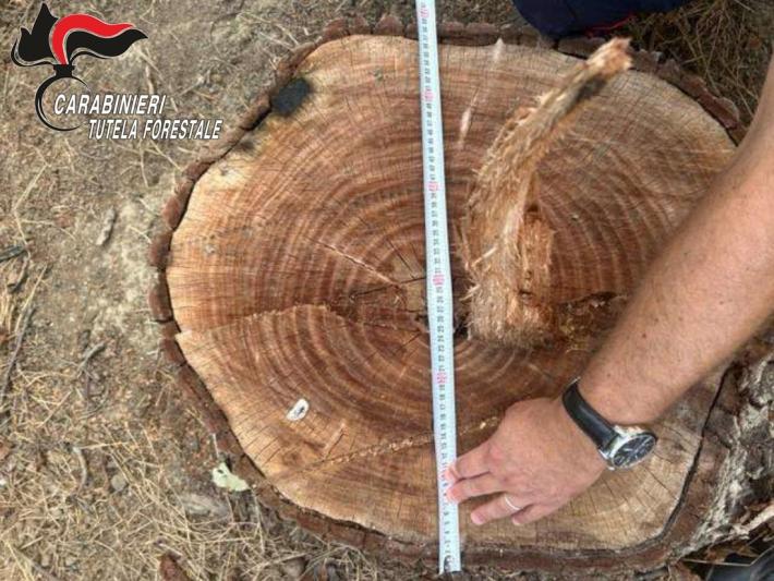 Abbatte un albero di noce di grandi dimensioni in area protetta, denunciato e multato