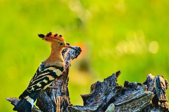 Alex Stecconi: Meraviglie naturali  da raccontare con amore