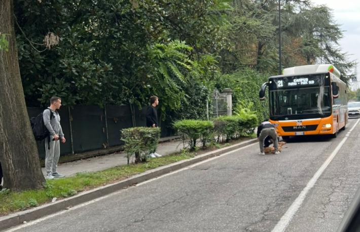 Capriolo investito in via Mantova 