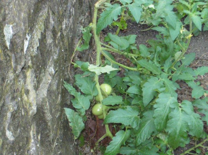 Pomodori a Km zero a Calestano