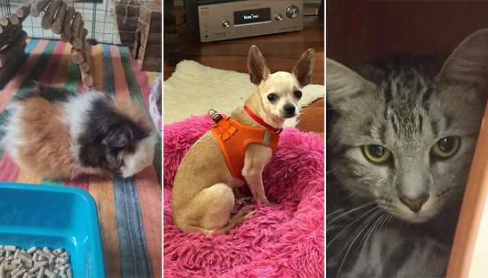 Biscotto, Dalma e Cascarino