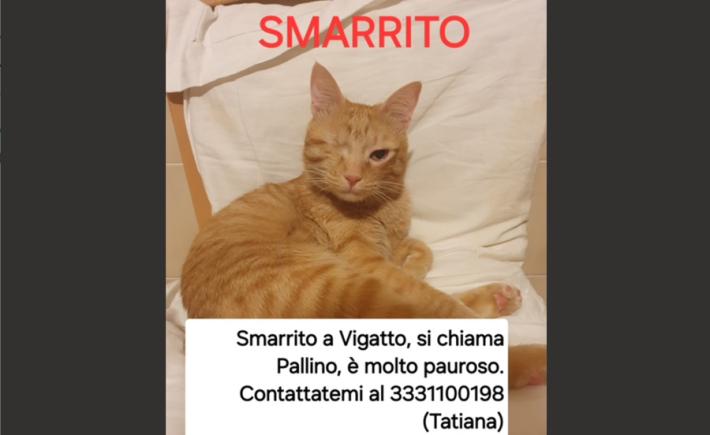 Appello urgente per Pallino 