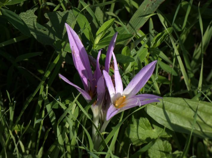Il fiore misterioso e velenoso che sta sbocciando nelle nostre campagne e nelle golene del Po 