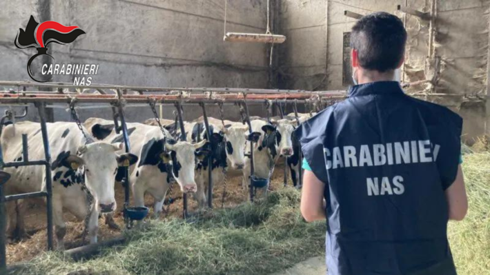 Ispezione allevamento bovino provincia di Parma