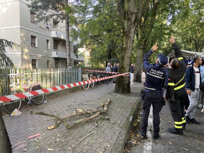 Albero via montanara 