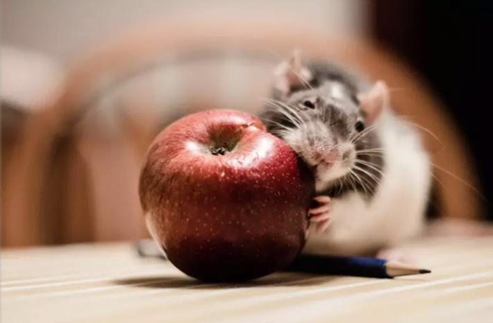 Mangiare poco aiuta a vivere pi&ugrave; a lungo, ma dipende dal Dna