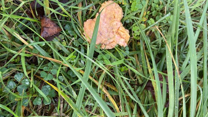 Cani e gatti in pericolo