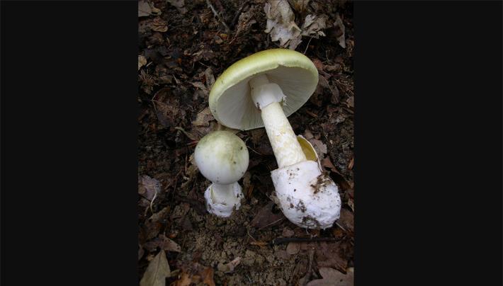 Madre e figlio avvelenati da funghi, la donna &egrave; grave 