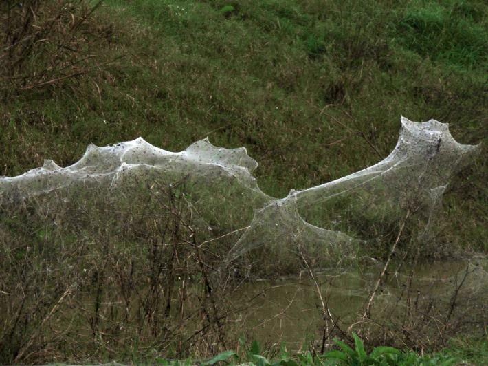 La bassa invasa dalle ragnatele volanti 