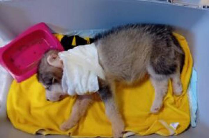 Allevamento lager, la corsa per salvare  i  cani maltrattati