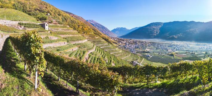 Valtellina l'oro rosso nel bicchiere