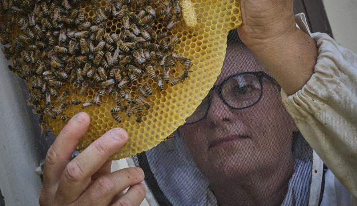 Alberti Chi adotta un'arnia riceve il nostro sogno  di miele