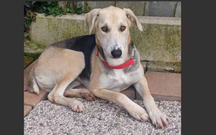 Appello urgente per Pina  cagnetta triste 