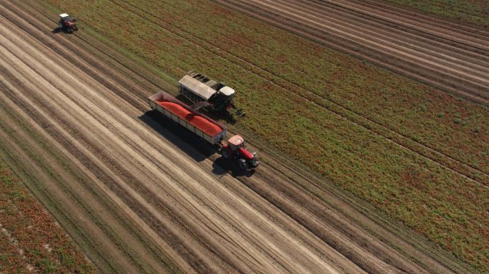 Pomodoro da industria, conclusa nel Nord Italia la campagna di raccolta 2024: basse rese, alti costi di produzione e solo 2,4 milioni di materia prima avviata alla trasformazione. I dati ufficiali del
