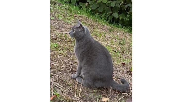 Appello urgente per Teo