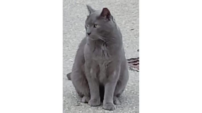 Micio Teo ritrovato a Salso