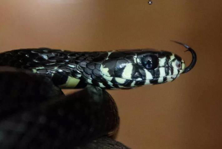 Australia, scampa al morso di serpente tigre mentre &egrave; alla guida