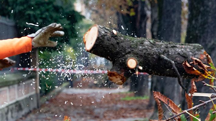 Casi sospetti nella gestione del verde privato a Parma