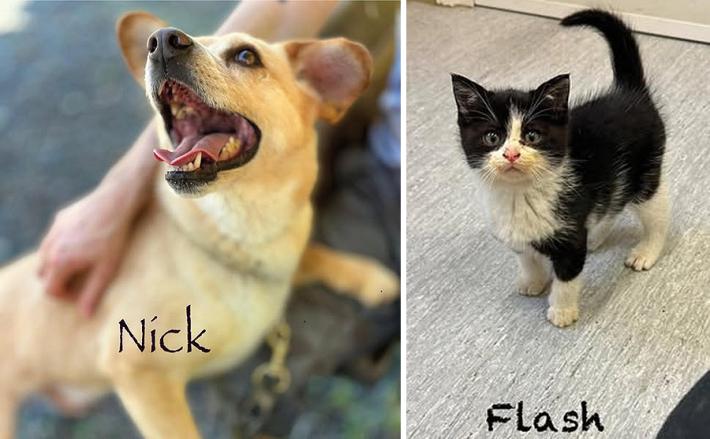 Porte aperte al canile Borgobau