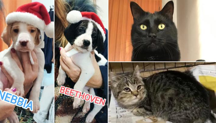 Adottiamoli Nebbia e Beethoven, Enea e Angelina