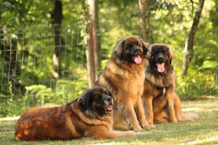 Leonberger, mix perfetto di stazza, forza e dolcezza