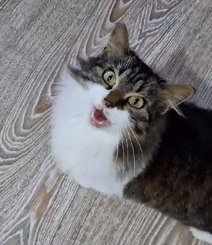 Celestina salita per errore  sul furgone di un corriere... chi l'ha vista?