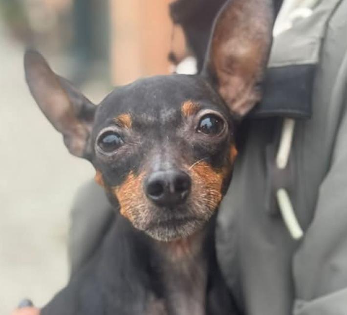 La mattina della vigilia di Natale, porte aperte al canile Lilli e il Vagabondo 