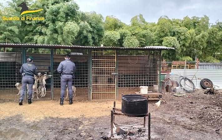 Individuato canile-fantasma: un denunciato