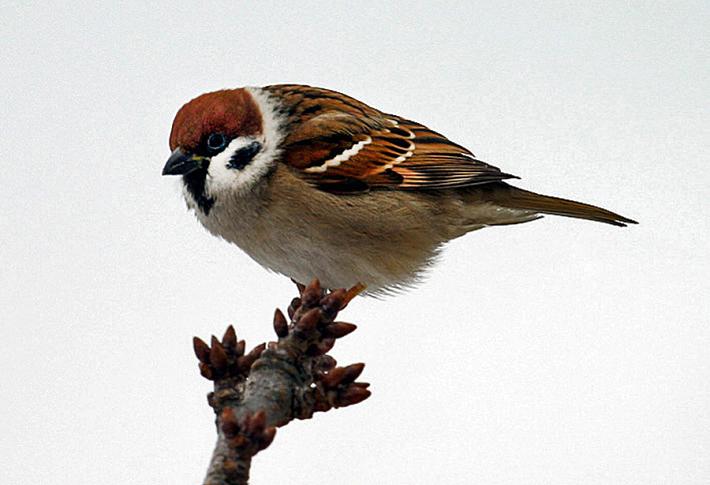 Stop agli sprechi alimentari: con gli avanzi del cibo festivo si possono nutrire gli uccellini