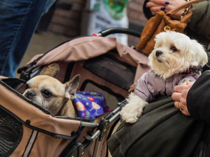 Sant'Antonio, in Universit&agrave; tradizionale benedizione degli animali 