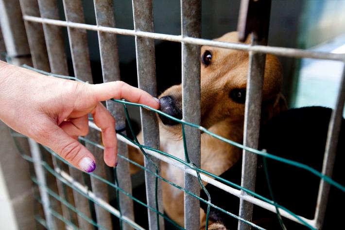 &laquo;Cure veterinarie gratis per chi adotta cani e gatti&raquo;