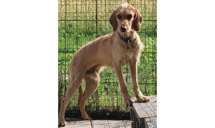 Biondo pronto per essere adottato