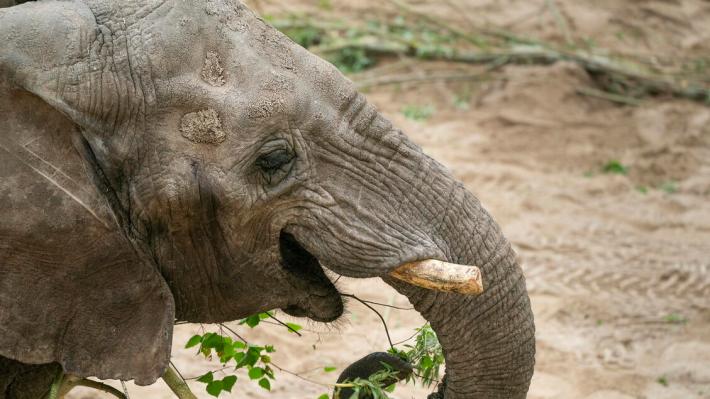 L'elefante Bambi maltrattata, al via il processo a Mantova
