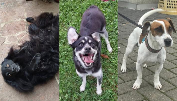 Adottiamoli Toby Dora e Tot&ograve;