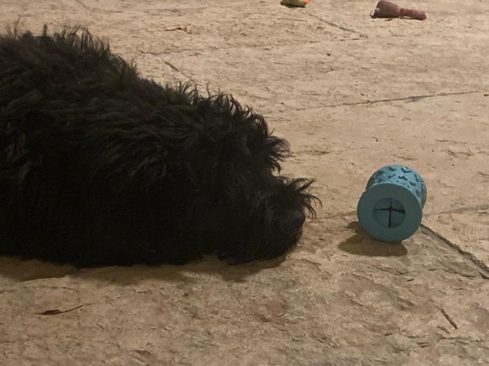 Quando Fido si annoia, i giochi per  farlo  divertire