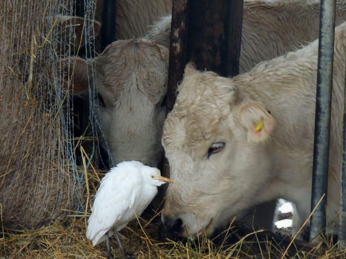 Spettacolo del natura a Polesine dagli Spigaroli