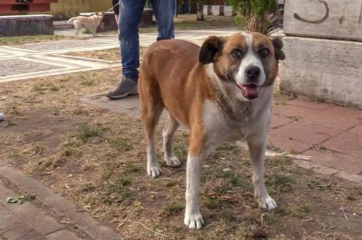 E' morta Sally, la cagnolina che partecipava ai funerali